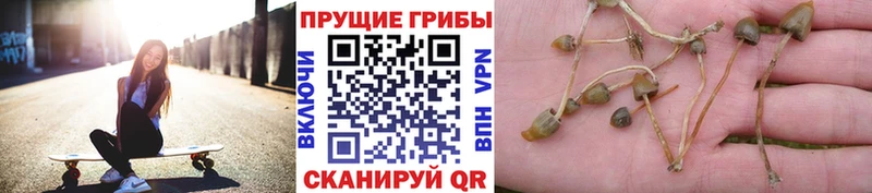 закладки  Мыски  Псилоцибиновые грибы прущие грибы 
